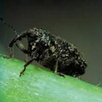 Puteruolo dell'apice