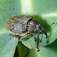 Punteruolo delle silique