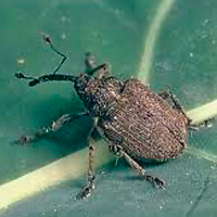 Punteruolo dello stelo