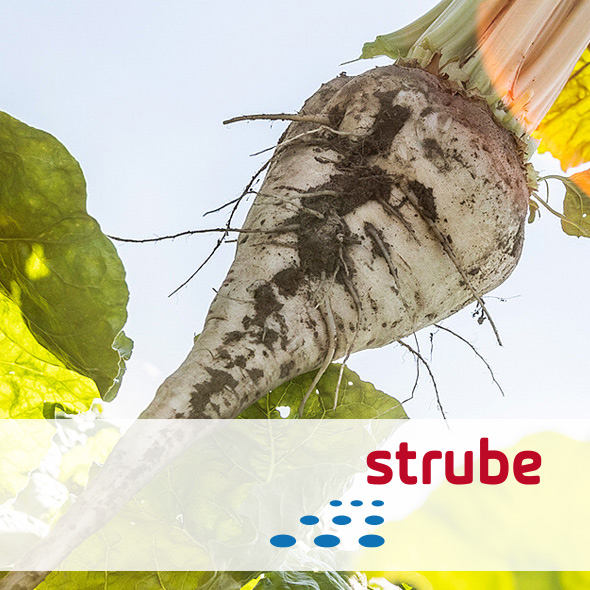 sementi bietola Strube